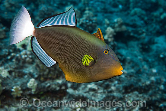 Pinktail Triggerfish Melichthys vidua photo