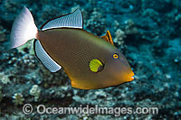 Pinktail Triggerfish Melichthys vidua Photo - David Fleetham