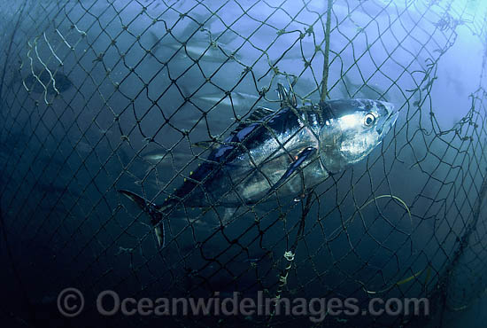 Southern Bluefin Tuna caught in net photo Southern Bluefin Tuna caught in net photo