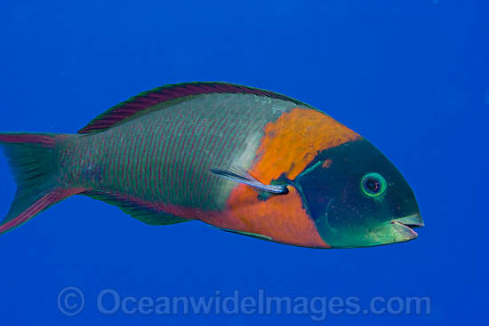 Saddle Wrasse (Thalassoma duperrey). This fish in endemic to the waters of Hawaii, where this picture was taken. Photo - David Fleetham Saddle Wrasse (Thalassoma duperrey). This fish in endemic to the waters of Hawaii, where this picture was taken. Photo - David Fleetham