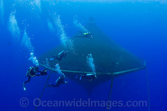 Almaco Jack fish farming photo