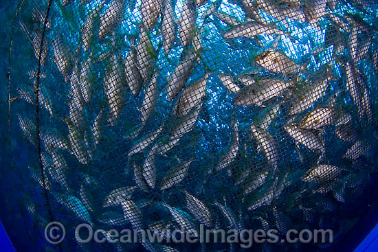 Almaco Jack in net fish pen photo Almaco Jack in net fish pen photo