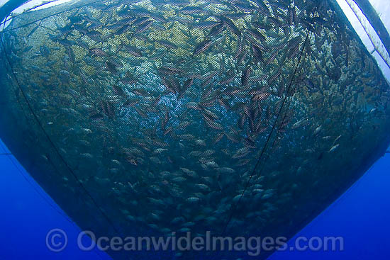 Almaco Jack in fish net photo Almaco Jack in fish net photo