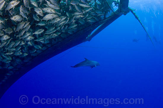 Diver and Dolphin in fish farm photo