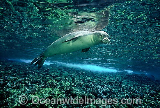 Hawaiian Monk Seal (Monachus schauinslandi). This species is endemic to the Hawaiian Islands, Pacific Ocean, and listed on the IUCN Red List as Critically Endangered. Photo - David Fleetham