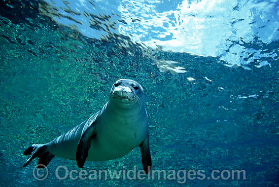 Hawaiian Monk Seal Monachus schauinslandi photo