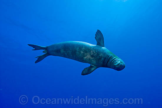 Hawaiian Monk Seal Monachus schauinslandi photo