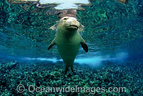 Hawaiian Monk Seal Monachus schauinslandi photo