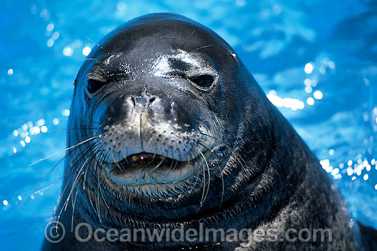 Hawaiian Monk Seal Monachus schauinslandi photo