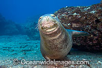 Hawaiian Monk Seal Monachus schauinslandi Photo - David Fleetham