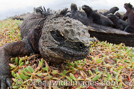 Marine Iguana and colony photo Marine Iguana and colony photo