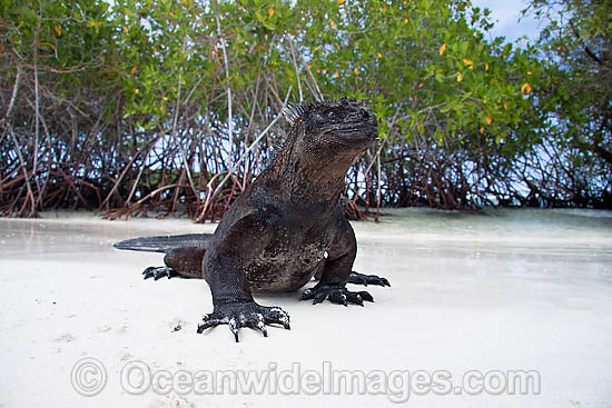 Marine Iguana emerging onto beach photo