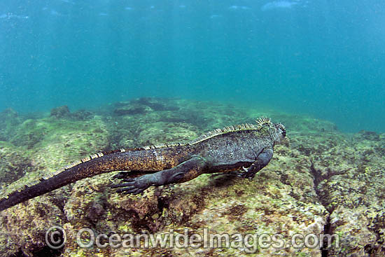Marine Iguana swimming underwater photo