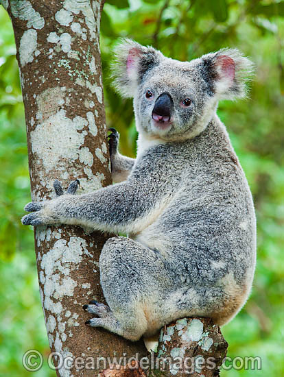 Koala in a tree photo Koala in a tree photo