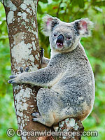 Koala in a tree Photo - Gary Bell