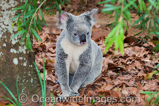Koala in a tree photo Koala in a tree photo