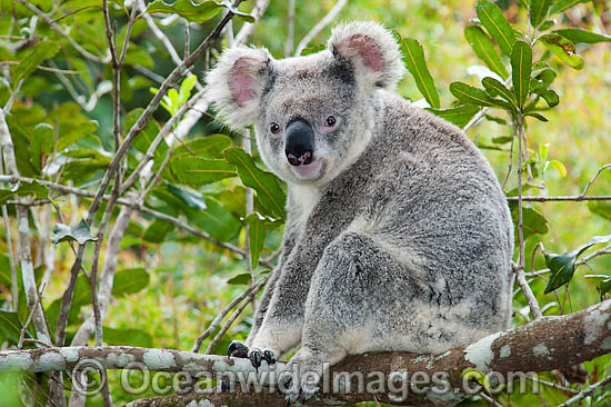 Koala in a tree photo Koala in a tree photo