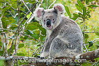 Koala in a tree Photo - Gary Bell