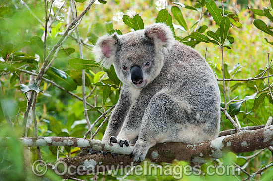 Koala in a tree photo Koala in a tree photo