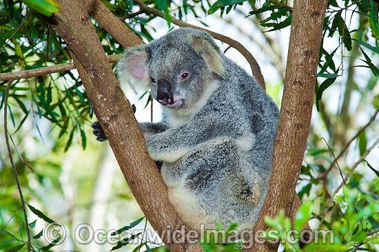 Koala (Phascolarctos cinereus), resting in a tree. South-east Queensland, Australia Photo - Gary Bell Koala (Phascolarctos cinereus), resting in a tree. South-east Queensland, Australia Photo - Gary Bell