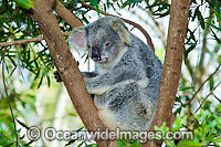 Koala in a tree Photo - Gary Bell