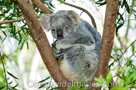 Koala in a tree photo