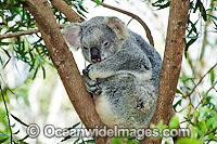 Koala in a tree Photo - Gary Bell