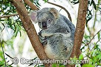 Koala in a tree Photo - Gary Bell