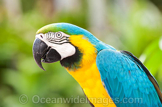 Blue-and-yellow Macaw Ara ararauna photo Blue-and-yellow Macaw Ara ararauna photo