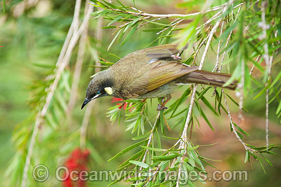 Lewin's Honeyeater (Meliphaga lewinii) - feeding on callistemon flower nectar. Found in rainforest, wet eucalypt forests, woodlands and heaths of far Eastern Australia. Lamington National Park, Queensland, Australia. Photo - Gary Bell Lewin's Honeyeater (Meliphaga lewinii) - feeding on callistemon flower nectar. Found in rainforest, wet eucalypt forests, woodlands and heaths of far Eastern Australia. Lamington National Park, Queensland, Australia. Photo - Gary Bell