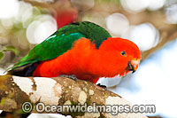 Australian King Parrot male Photo - Gary Bell