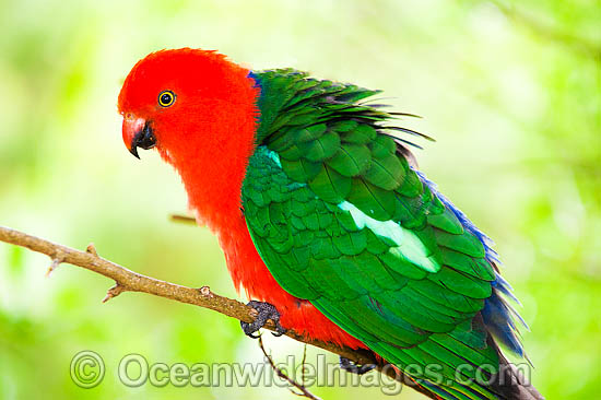 Australian King Parrot (Alisterus scapularis) - male. Found in rainforests, eucalypt forests and palm forests of south-eastern Australia. Photo taken Lamington World Heritage National Park, Queensland, Australia. Photo - Gary Bell