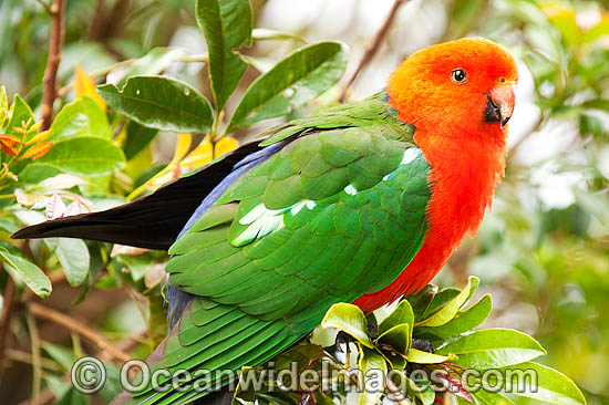 Australian King Parrot male photo