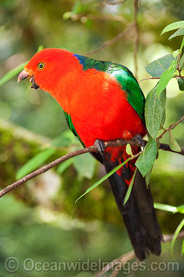 Australian King Parrot male photo