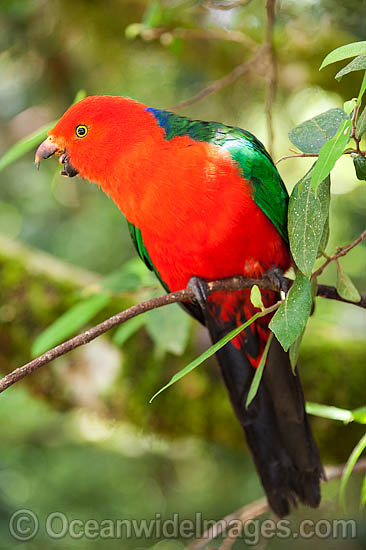 Australian King Parrot (Alisterus scapularis) - male. Found in rainforests, eucalypt forests and palm forests of south-eastern Australia. Photo taken Lamington World Heritage National Park, Queensland, Australia. Photo - Gary Bell Australian King Parrot (Alisterus scapularis) - male. Found in rainforests, eucalypt forests and palm forests of south-eastern Australia. Photo taken Lamington World Heritage National Park, Queensland, Australia. Photo - Gary Bell