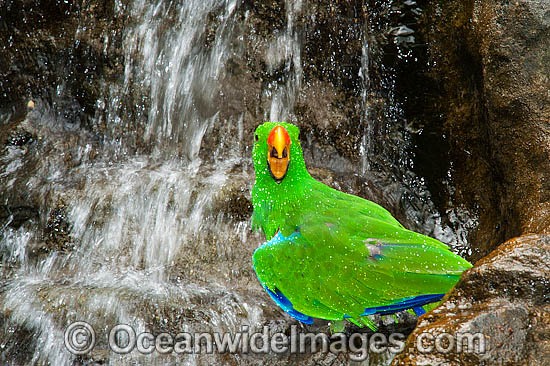Eclectus Parrot at waterfall photo