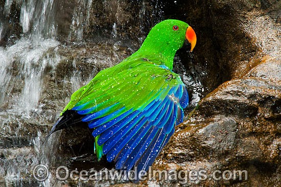 Eclectus Parrot washing at waterfall photo