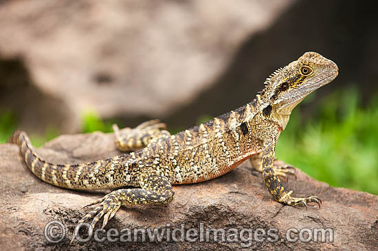 Water Dragon photo