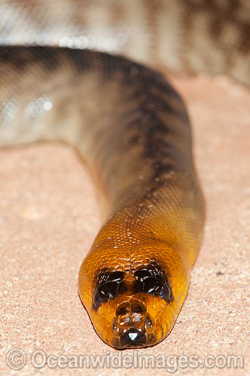Woma Python Aspidites ramsayi photo Woma Python Aspidites ramsayi photo