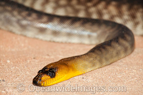 Woma Python (Aspidites ramsayi). Found in desert and adjacent areas of central Australia. Listed as Endangered on the IUCN Red List. Now a Protected species. Non venomous. Photo - Gary Bell Woma Python (Aspidites ramsayi). Found in desert and adjacent areas of central Australia. Listed as Endangered on the IUCN Red List. Now a Protected species. Non venomous. Photo - Gary Bell