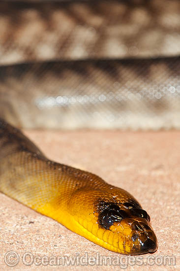 Woma Python Aspidites ramsayi photo Woma Python Aspidites ramsayi photo