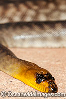 Woma Python Aspidites ramsayi Photo - Gary Bell