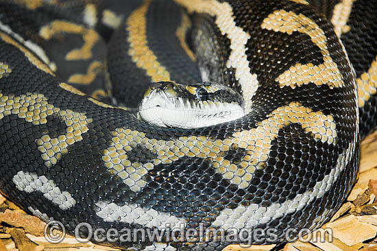 Woma Python photo