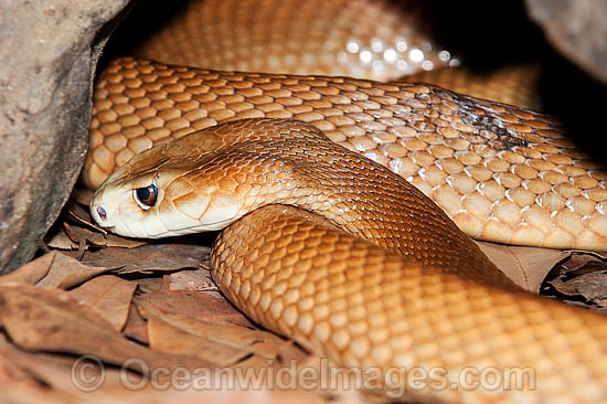 Coastal Taipan Oxyuranus scutellatus photo