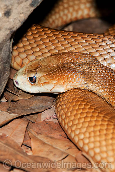 Coastal Taipan photo Coastal Taipan photo
