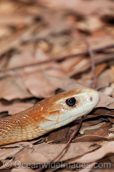 Coastal Taipan photo Coastal Taipan photo