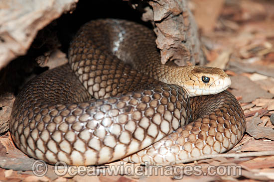Eastern Brown Snake (Pseudonaja textilis). Found throughout eastern Australia, from Cape York Peninsula, coastal & inland ranges of Qld, NSW, Vic N.T., W.A., S.A. and PNG. This extremely venomous species is considered the 2nd most dangerous land snake. Photo - Gary Bell