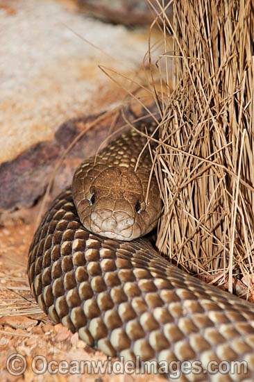 King Brown Snake (Pseudechis australis). Also known as Mulga Snake. Found throughout Australia, except Victoria, Tasmania and southern WA, SA and NSW. This very large snake is extremely venomous and dangerous. Photo - Gary Bell King Brown Snake (Pseudechis australis). Also known as Mulga Snake. Found throughout Australia, except Victoria, Tasmania and southern WA, SA and NSW. This very large snake is extremely venomous and dangerous. Photo - Gary Bell