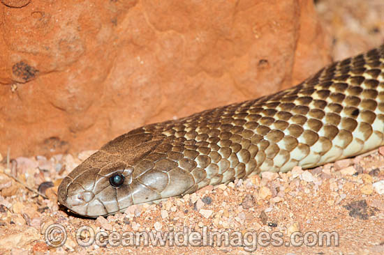 King Brown Snake (Pseudechis australis). Also known as Mulga Snake. Found throughout Australia, except Victoria, Tasmania and southern WA, SA and NSW. This very large snake is extremely venomous and dangerous. Photo - Gary Bell King Brown Snake (Pseudechis australis). Also known as Mulga Snake. Found throughout Australia, except Victoria, Tasmania and southern WA, SA and NSW. This very large snake is extremely venomous and dangerous. Photo - Gary Bell