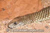 King Brown Snake Pseudechis australis Photo - Gary Bell